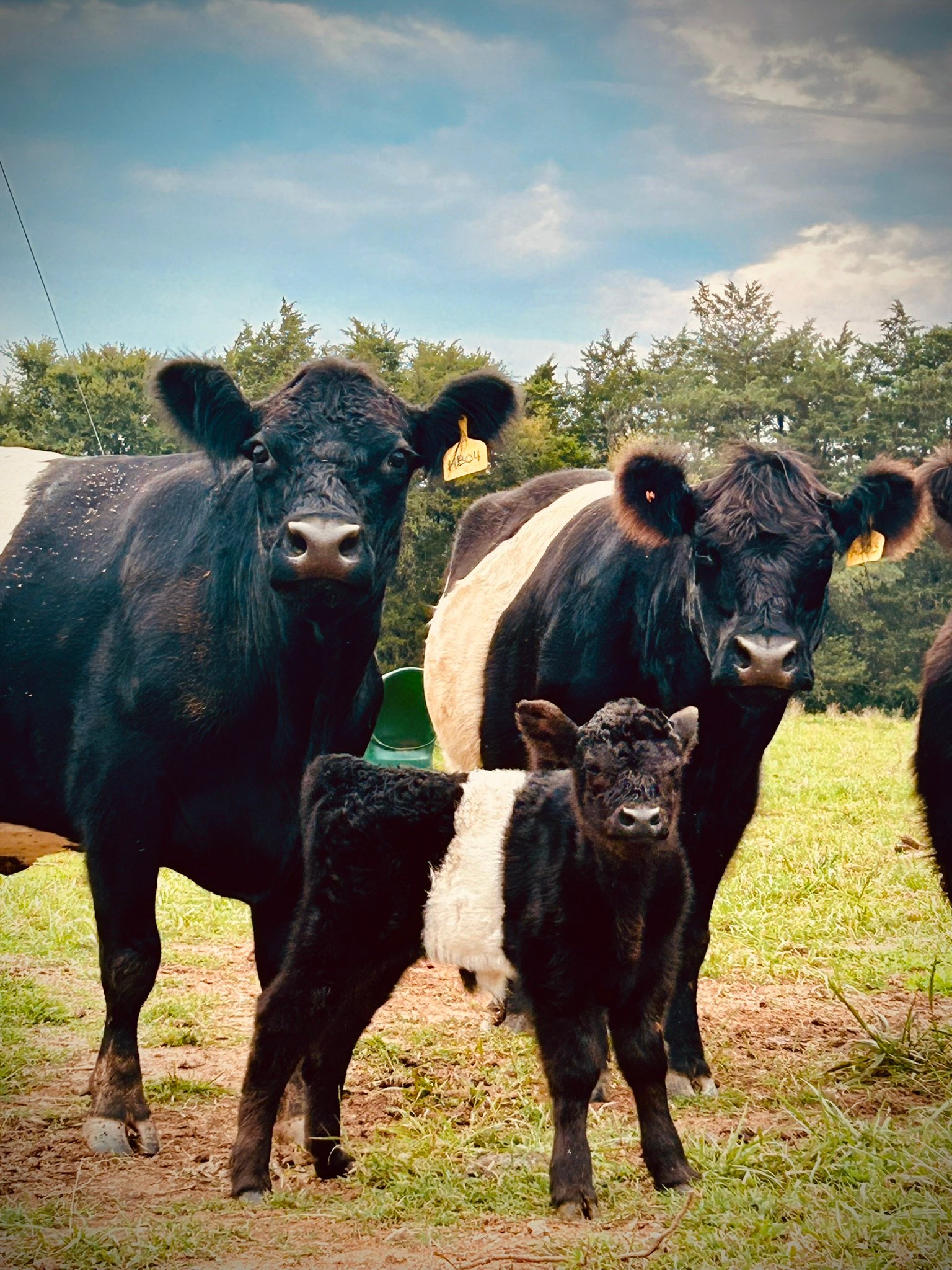 Belted Galloway cattle