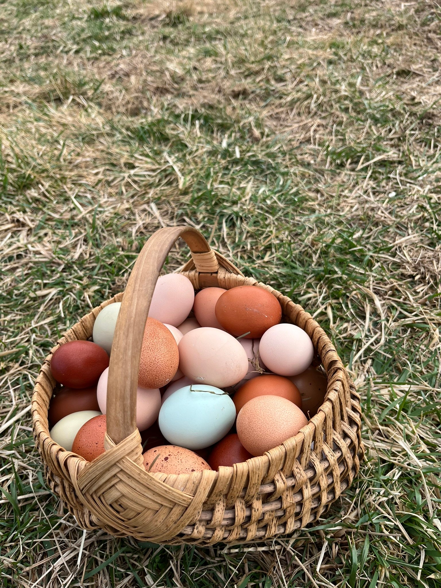 Basket of fresh farm eggs