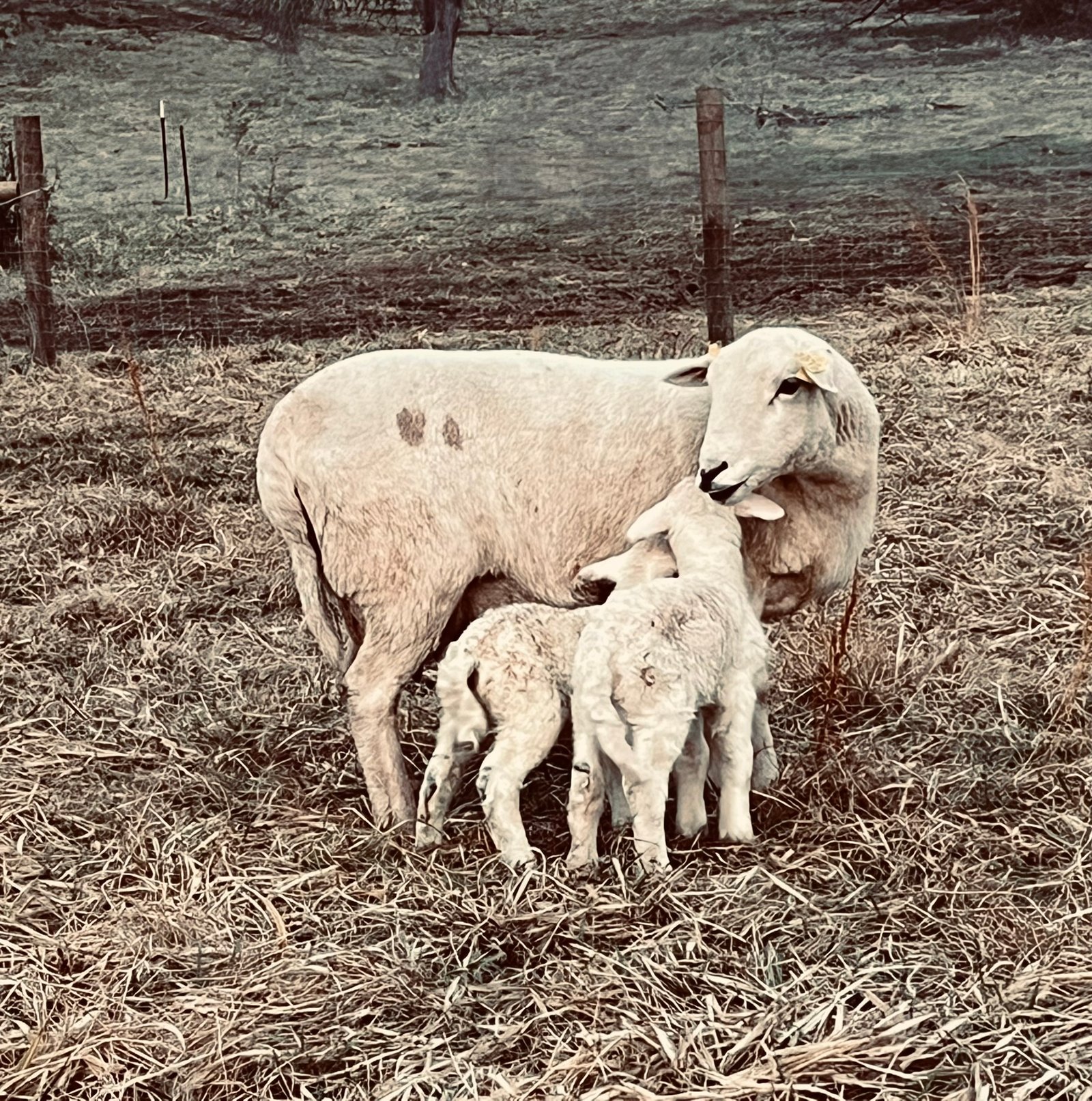 Katahdin ewe with her lambs