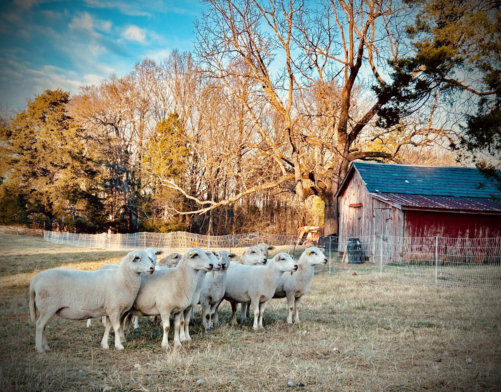 Katahdin sheep in front of the sheep shed at Haw Branch