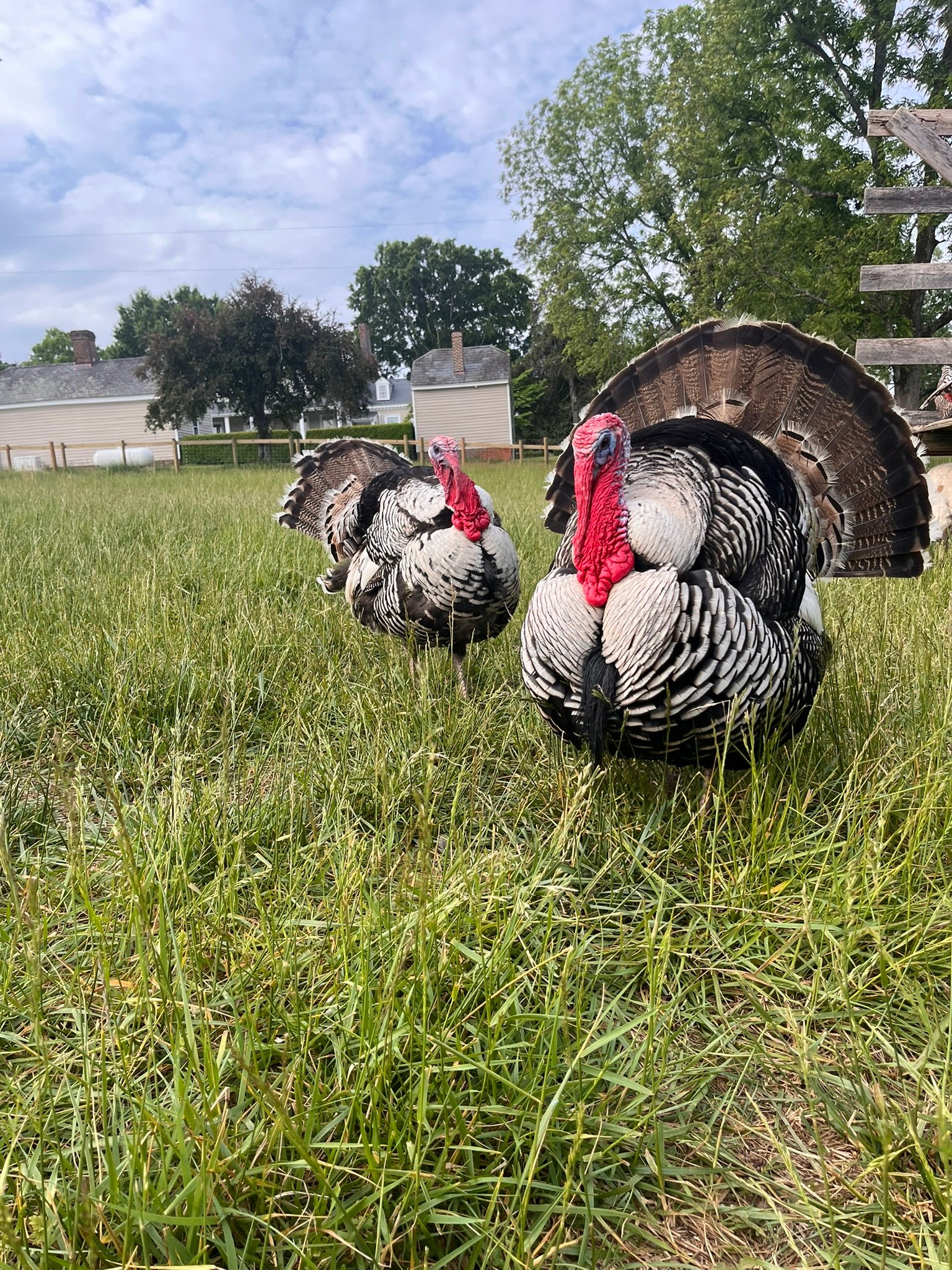 Heritage turkeys in the pasture