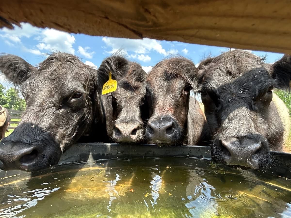 Belted Galloway cattle at the feeder