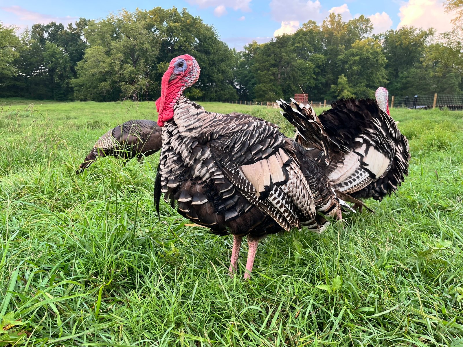 Heritage turkey in the pasture