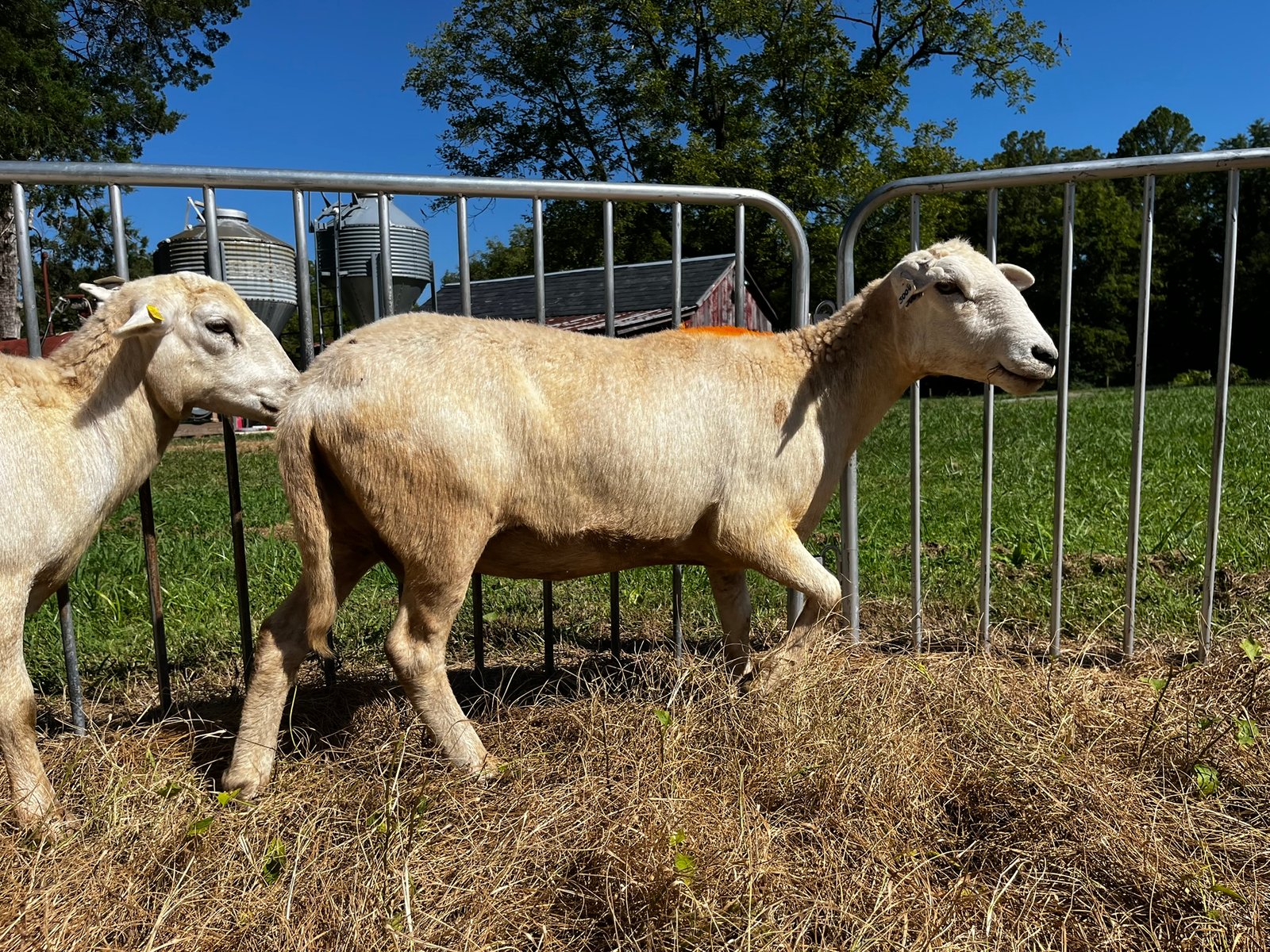 Katahdin ram in the pasture