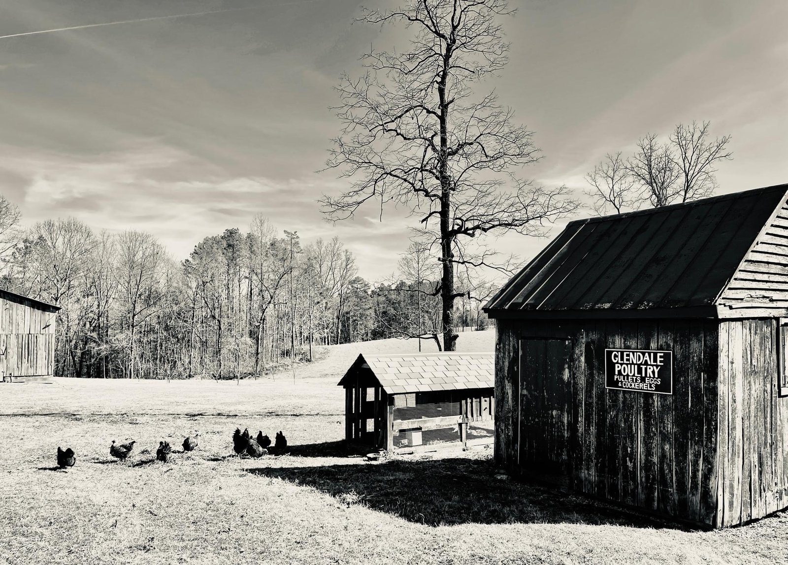 The old barn in winter snow