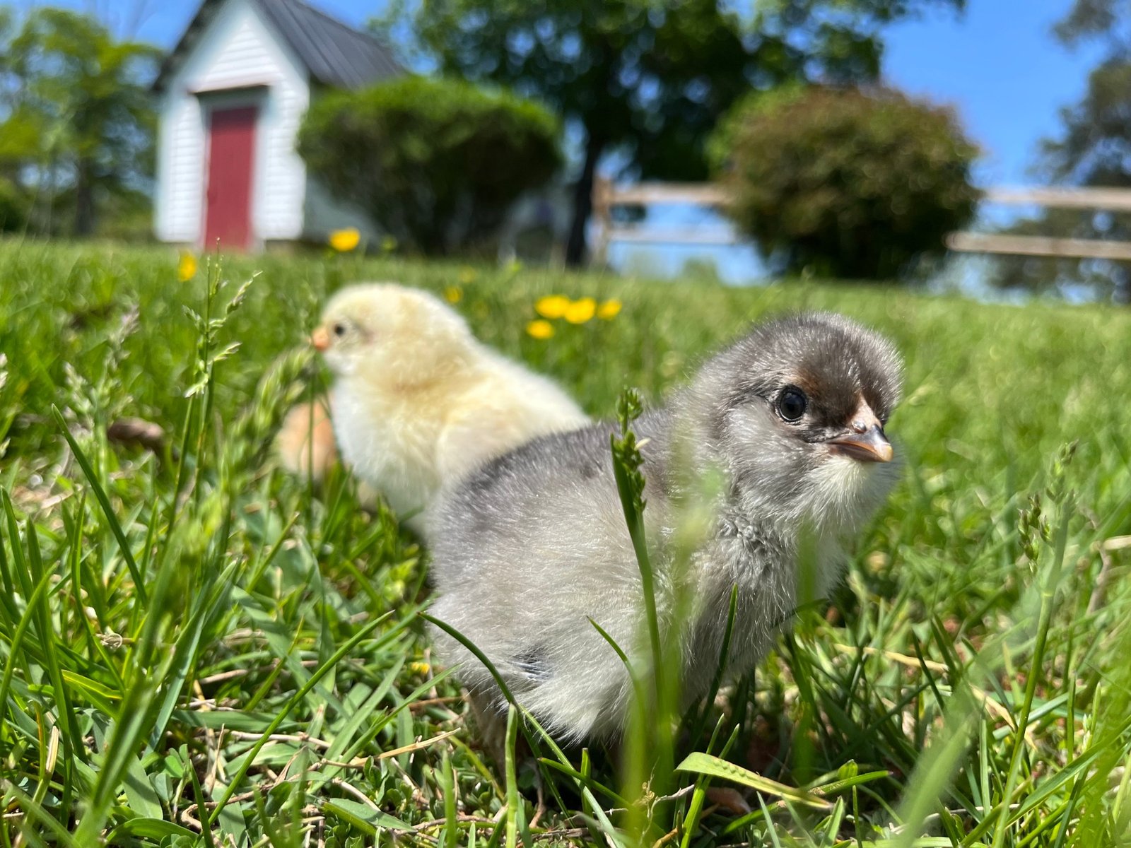 Young chicks in the grass